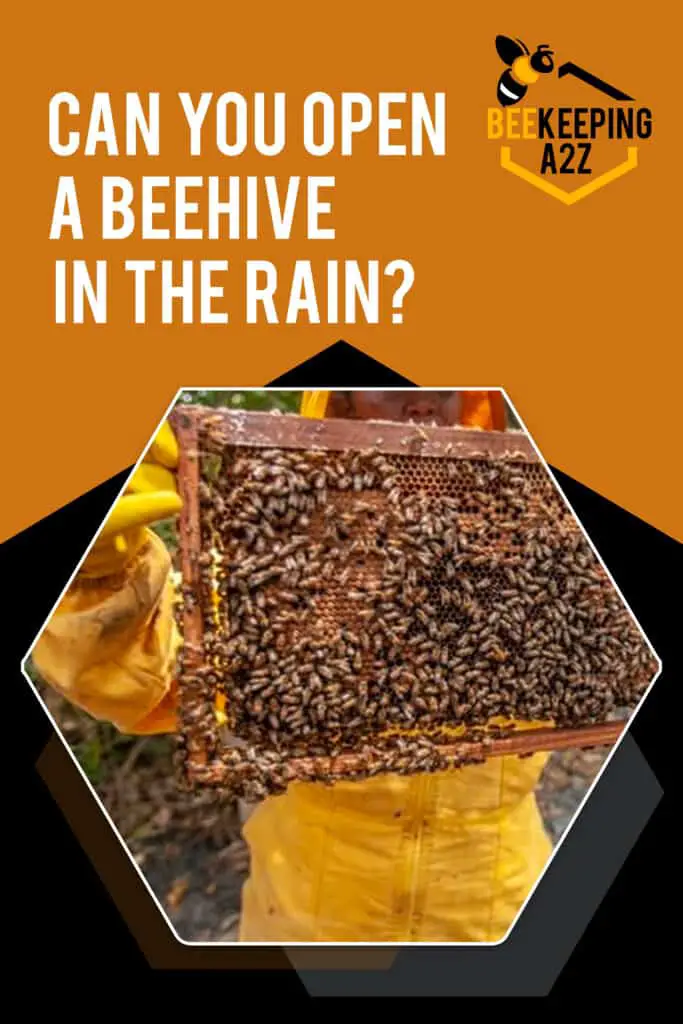 Can you open a beehive in the rain